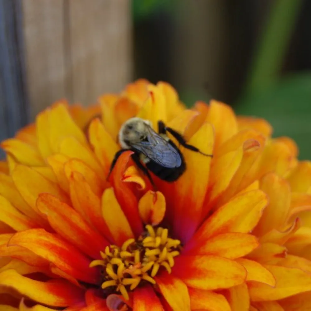 Zinnia 'Orange Gem'