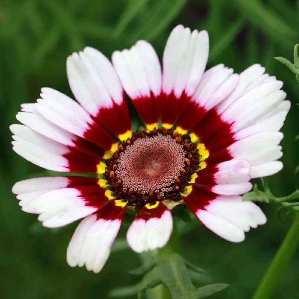 Krysantemum 'Rainbow' mix