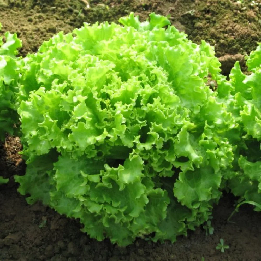 Babyleaf-sallad 'Bionda a Foglia Riccia'