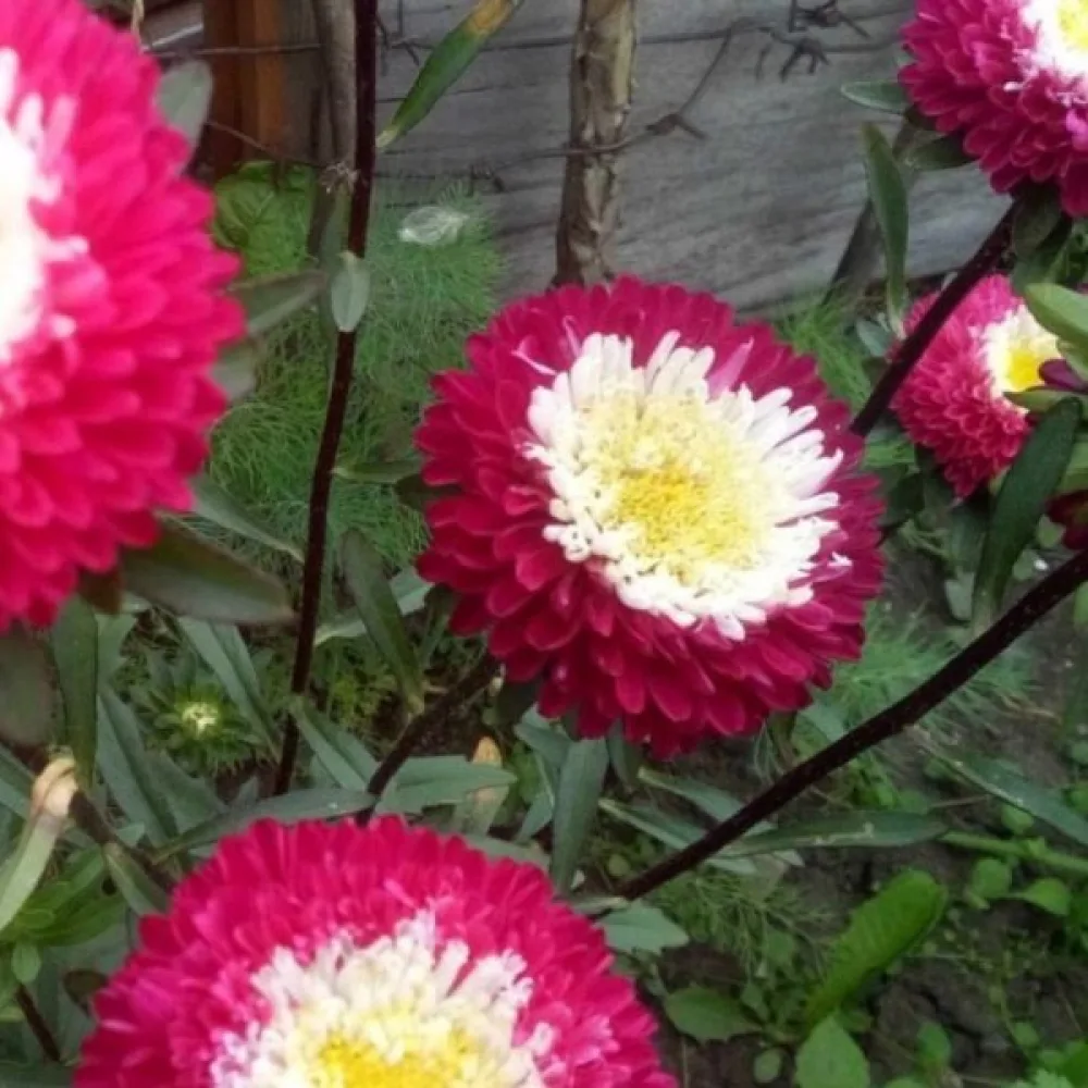 Sommaraster Pompon 'Gusford Supreme' – röd med vit