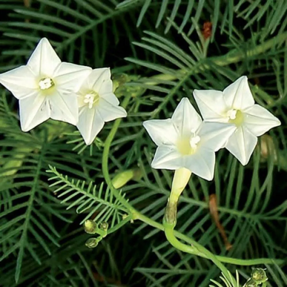 Cypressvinda Ipomoea pennata – vit