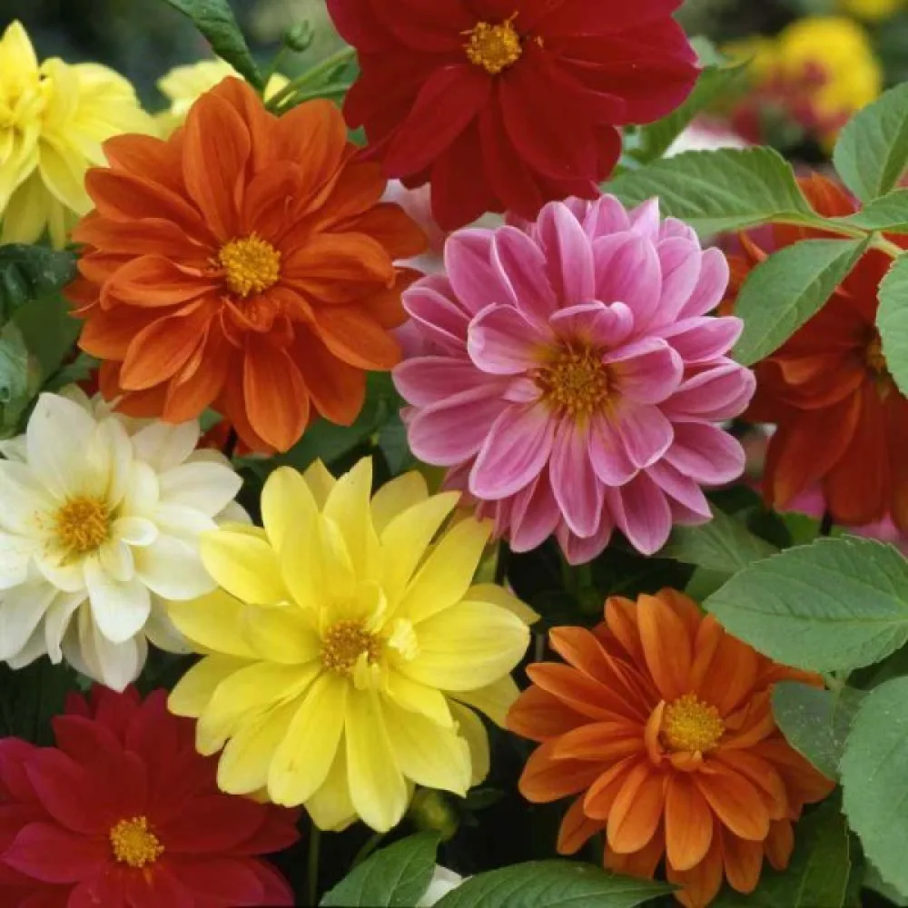Lågväxande dahlia 'Bedding' – blandning