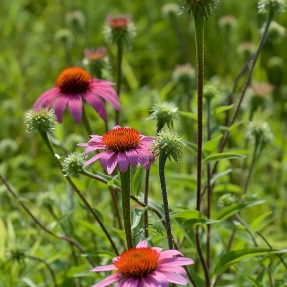 Röd solhatt Echinacea purpurea, rosa