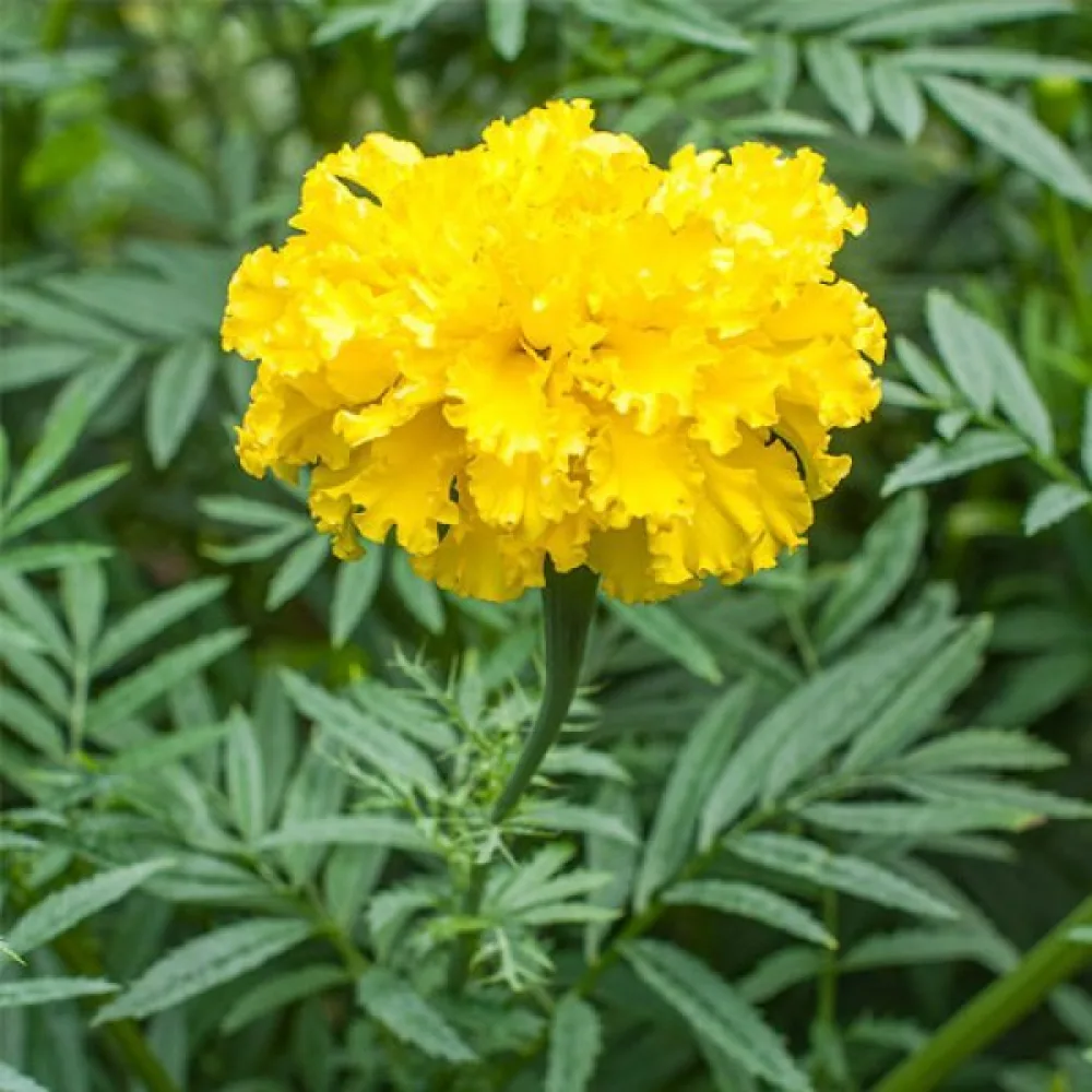 Afrikansk tagetes 'Yellow Supreme'