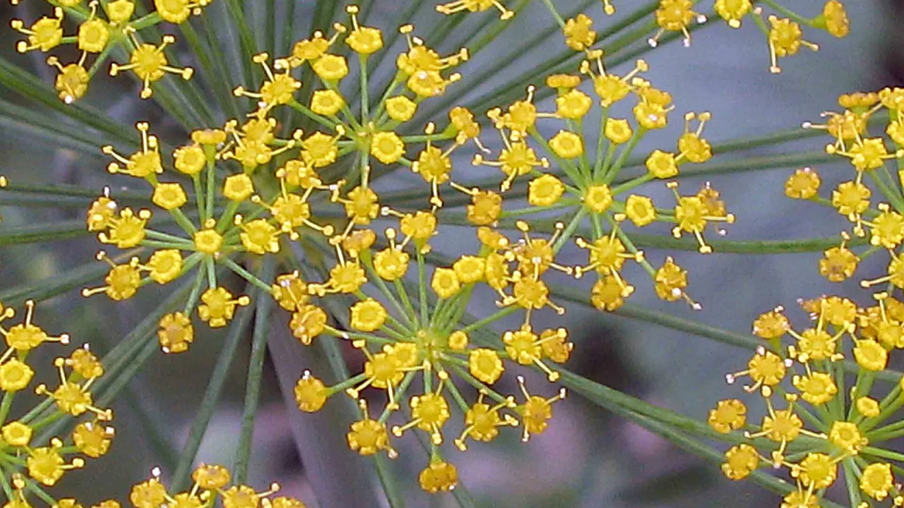 Gula blomkronor på blommande dill