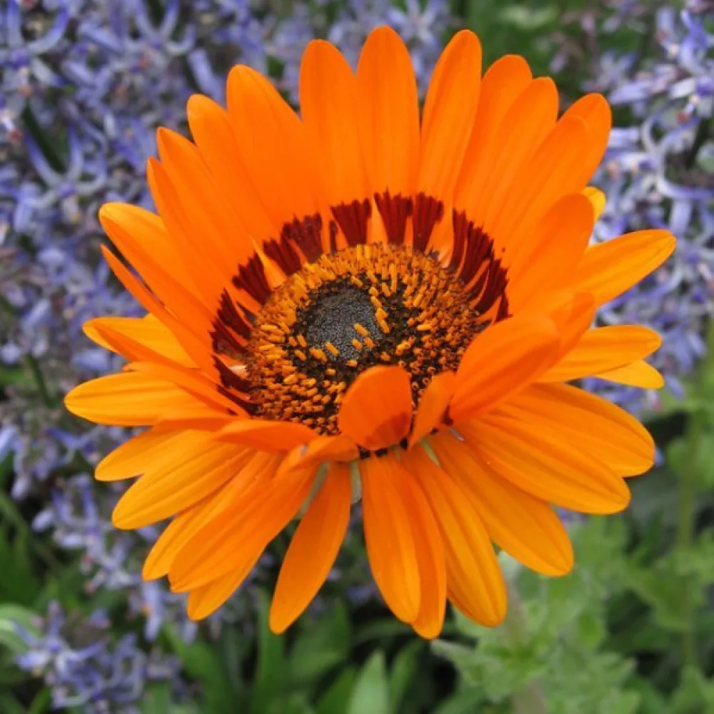 Venidium, orange