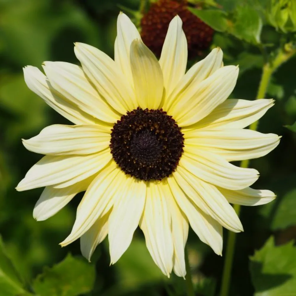 Solros 'Vanilla Ice'
