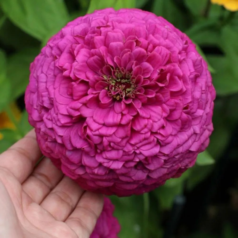 Zinnia 'Violet Queen'