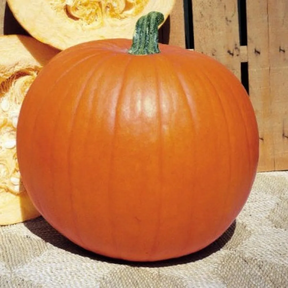 Pumpa 'Quintale'