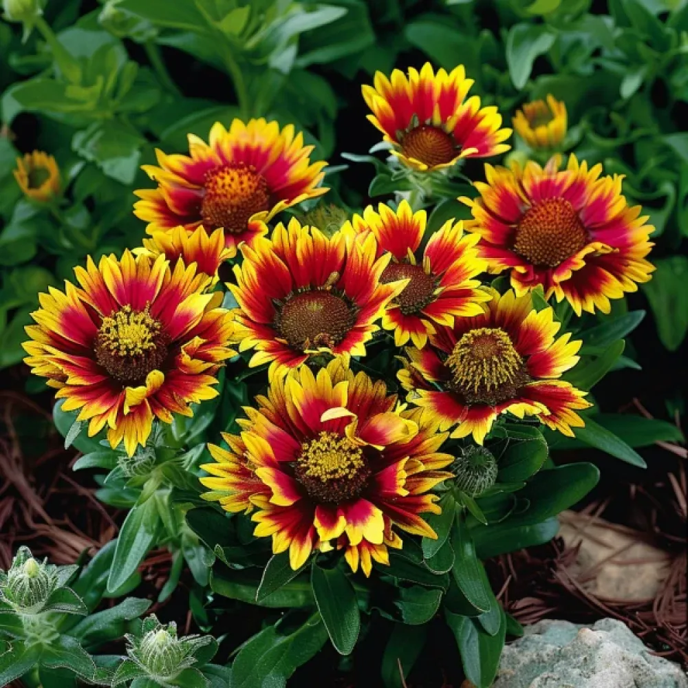 Kokardblomster 'Kobold'