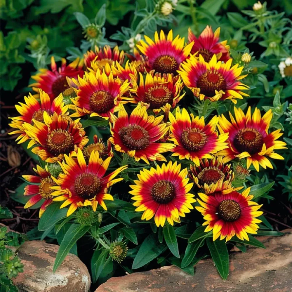 Kokardblomster 'Kobold'