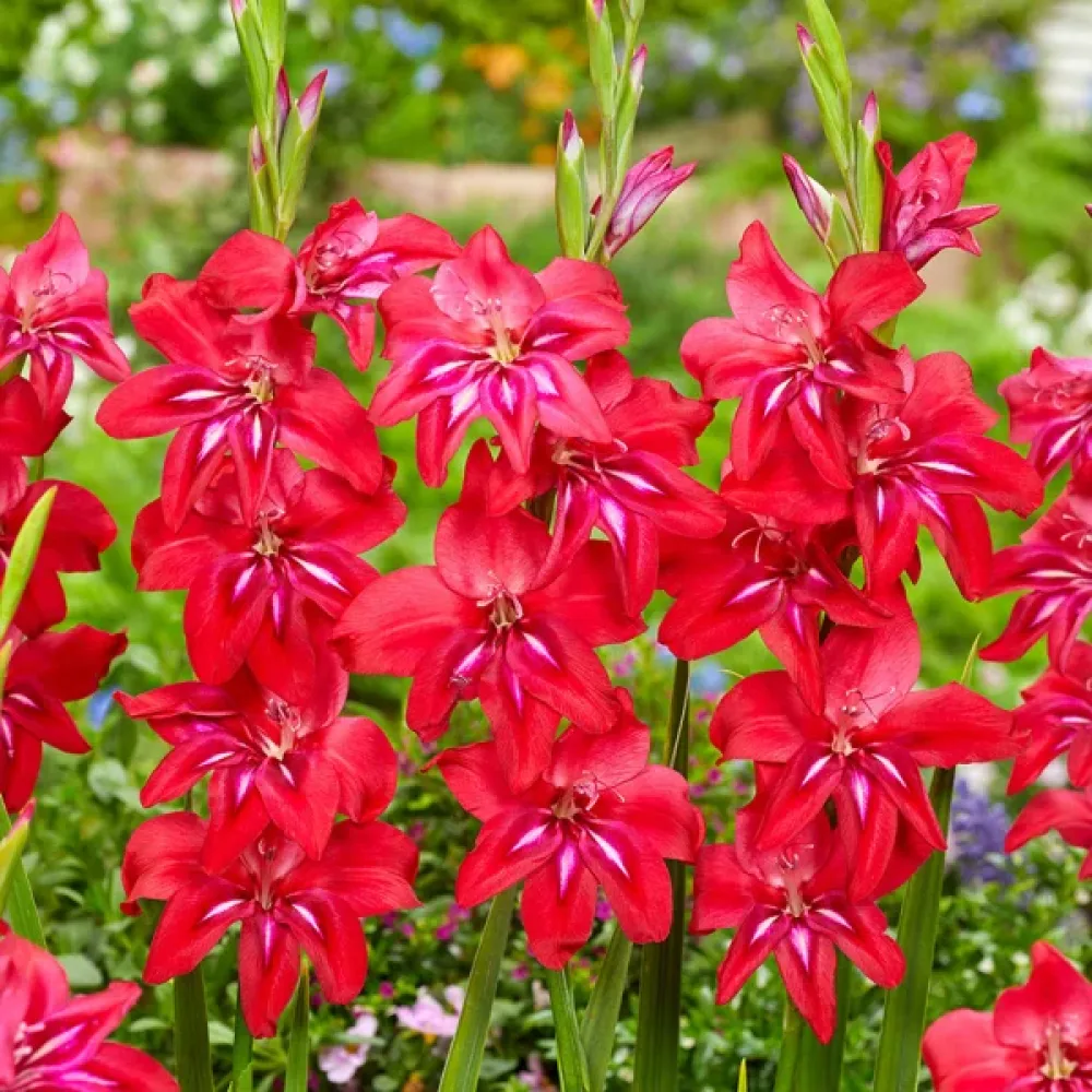 Gladiolus 'Robinetta'