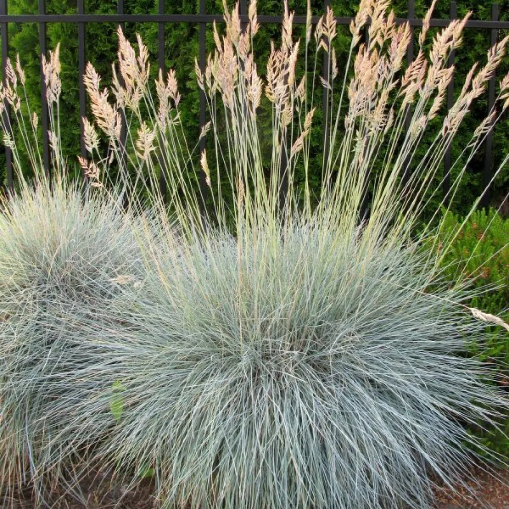 Blåsvingel Festuca glauca