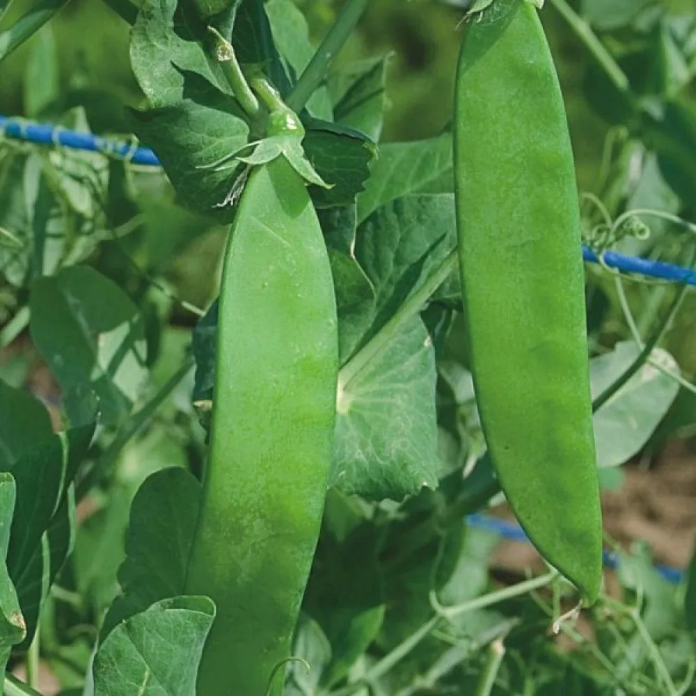 Sockerärt 'Ambrosia'