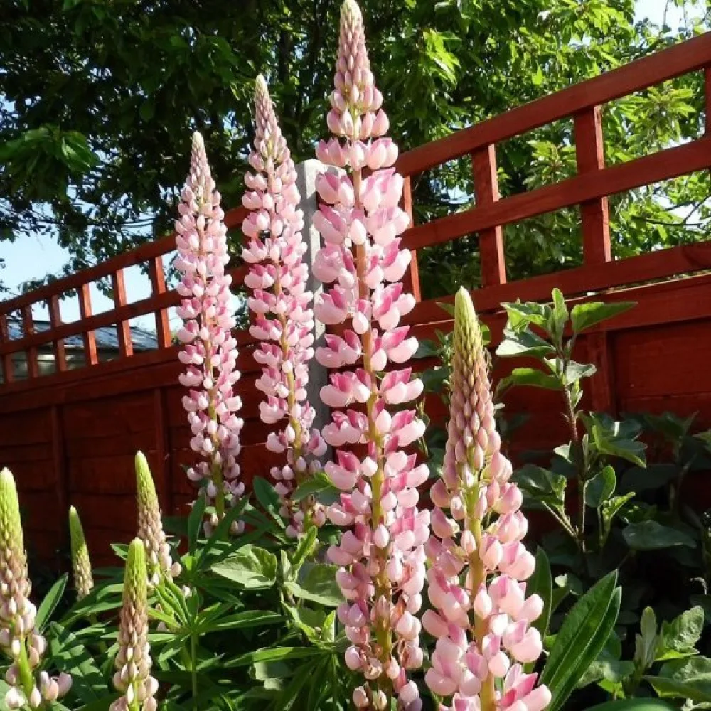 Lupin 'Chatelaine'