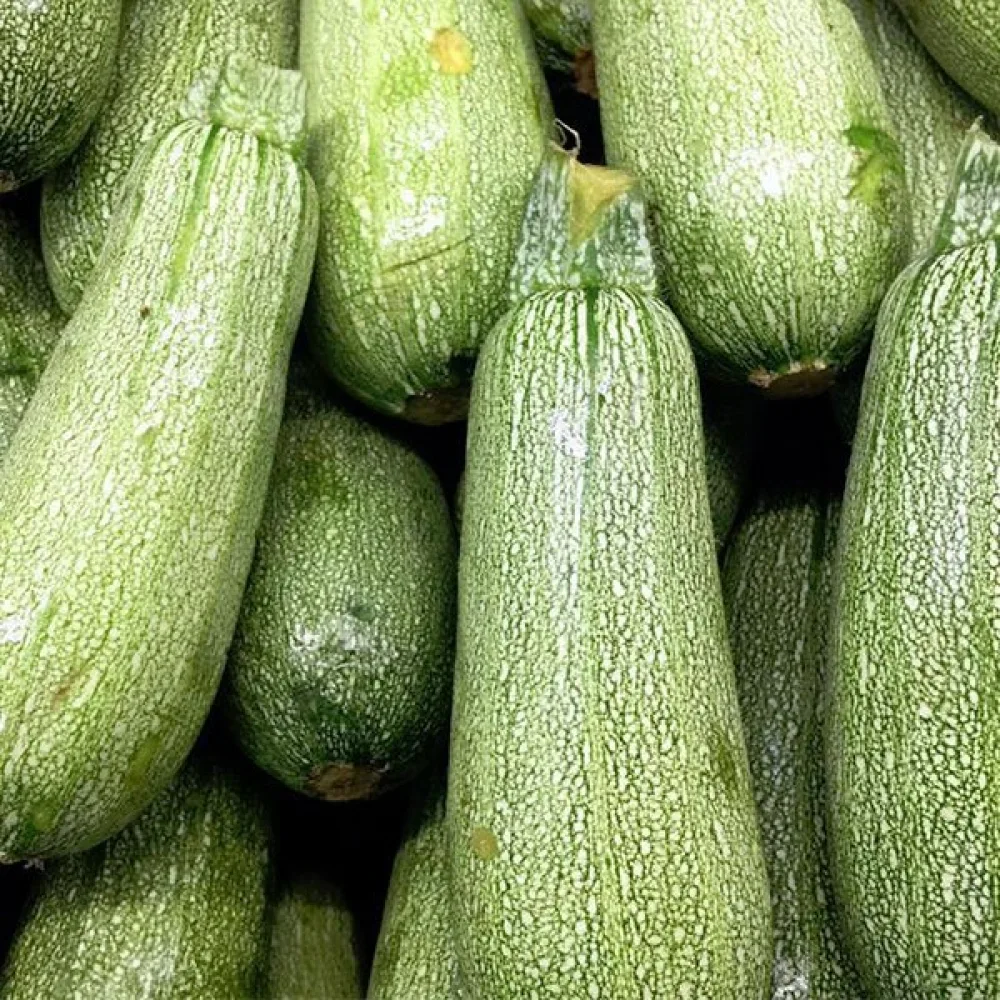 Zucchini 'Grey Zucchini'