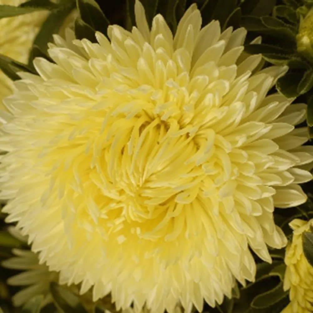 Sommaraster 'Krallen' gul