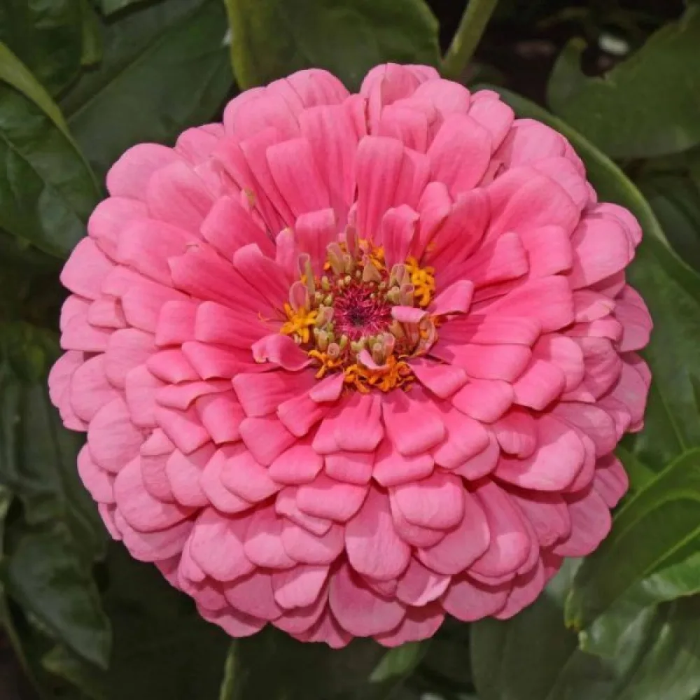 Zinnia 'Super Yoga Salmon'