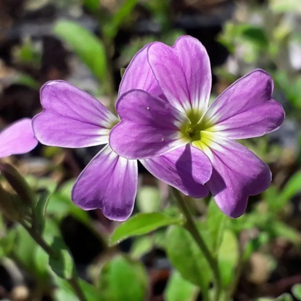 Strandlevkoja Malcolmia maritima, mix