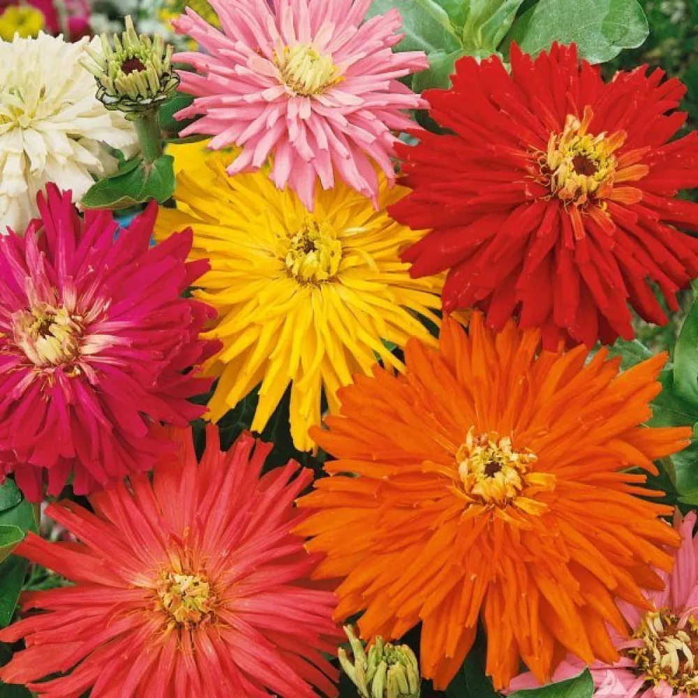Zinnia 'Cactus Giant Formula Mixture'
