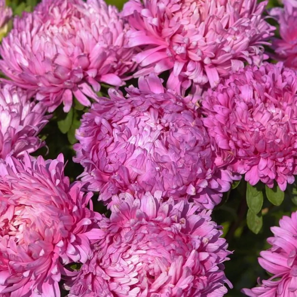 Sommaraster 'Apollonia' – rosa