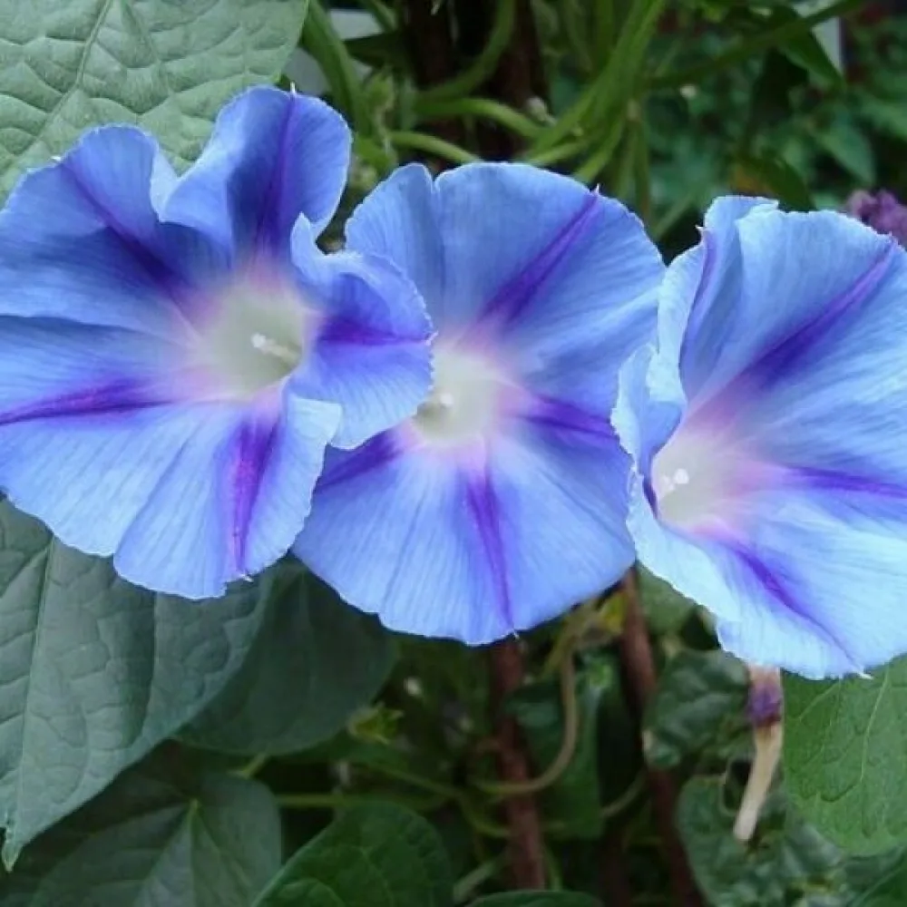 Purpurvinda 'Caprice'