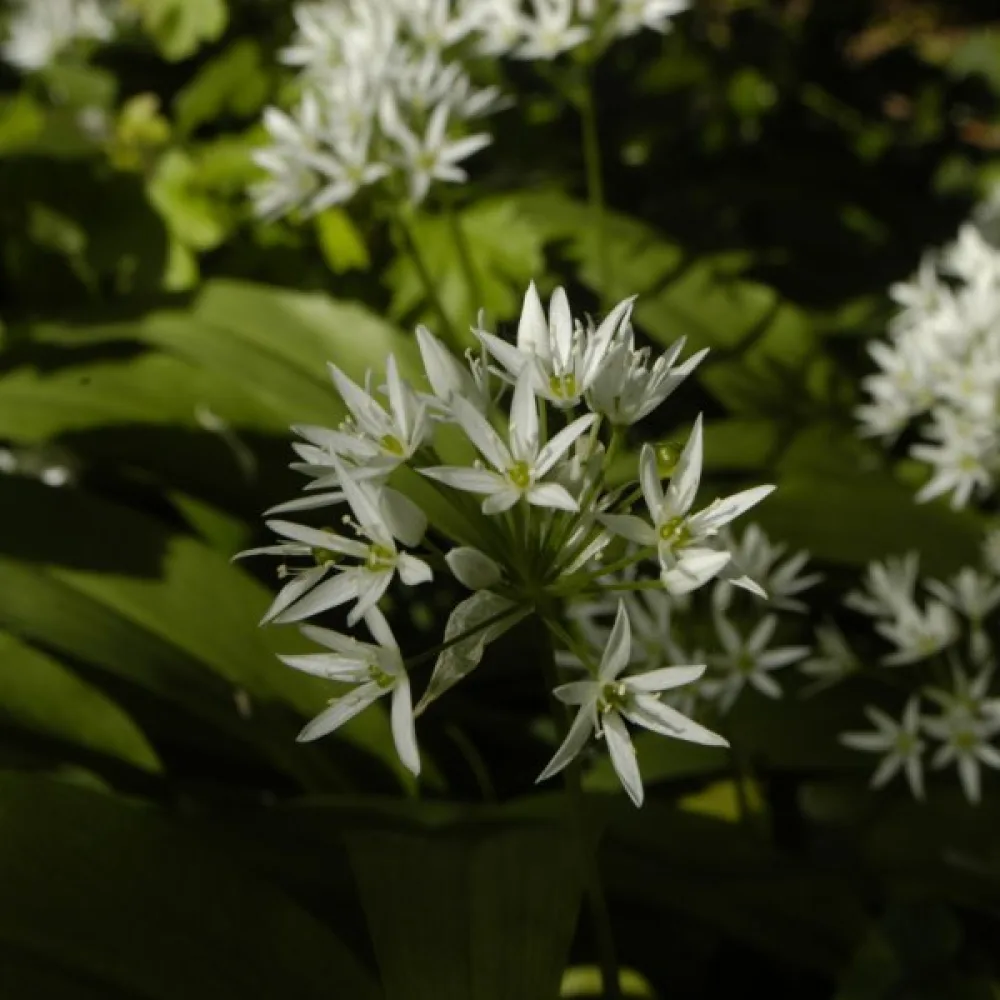 Ramslök Allium ursinum