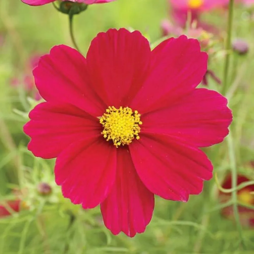 Rosenskära 'Sensation Dazzler' karminröd