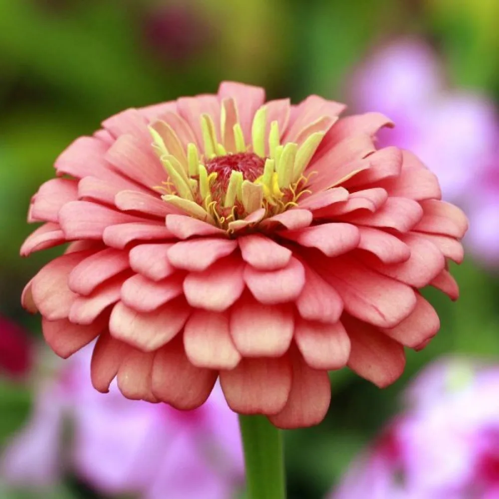 Zinnia 'Salmon Queen'