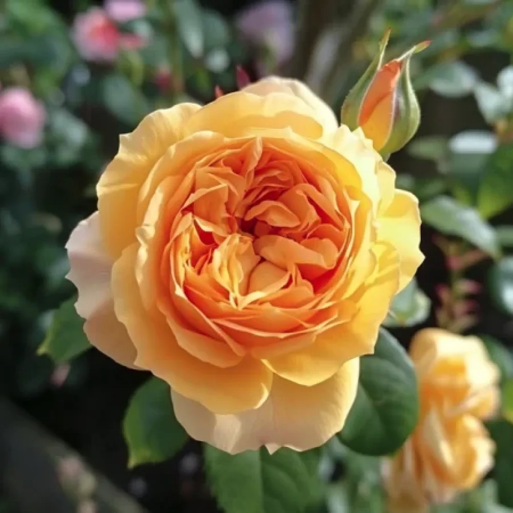 Ros 'Golden Elixir'