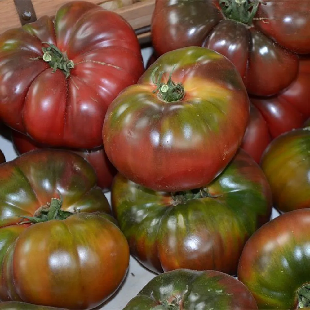Tomat 'Black Prince'