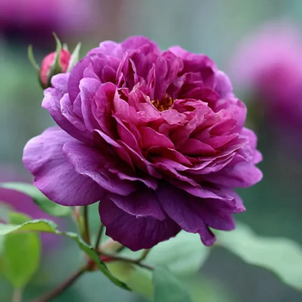 Ros 'Purple Harmony' – barrotad