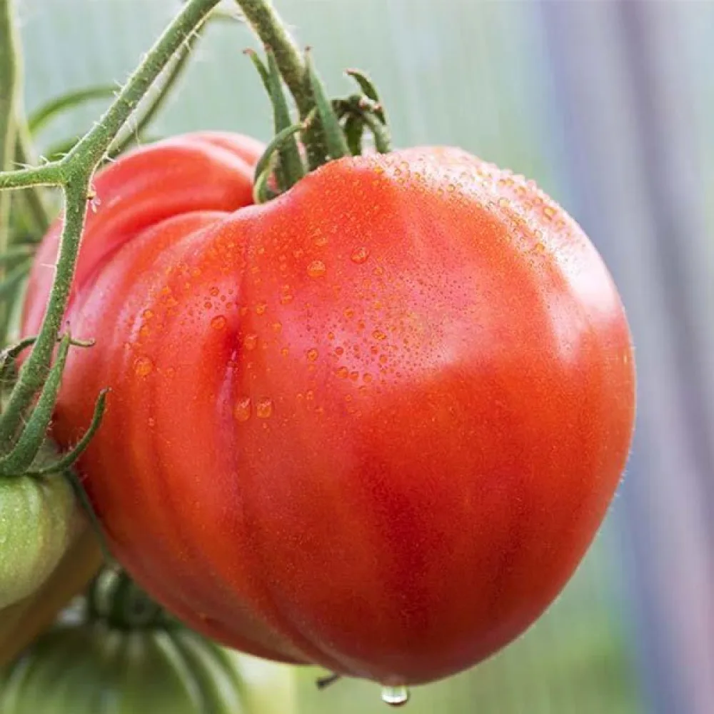 Tomat 'Beefsteak'