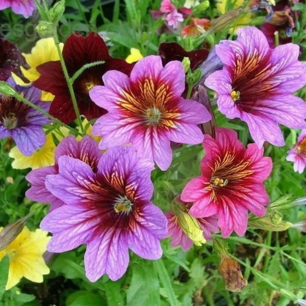 Salpiglossis 'Grandiflora', blandning