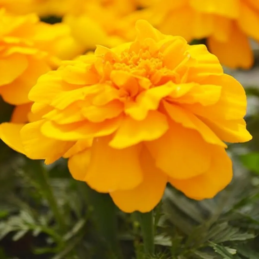 Fransk tagetes 'Petite Spry'