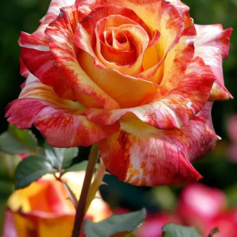 Ros 'Caramel Delight' – barrotad