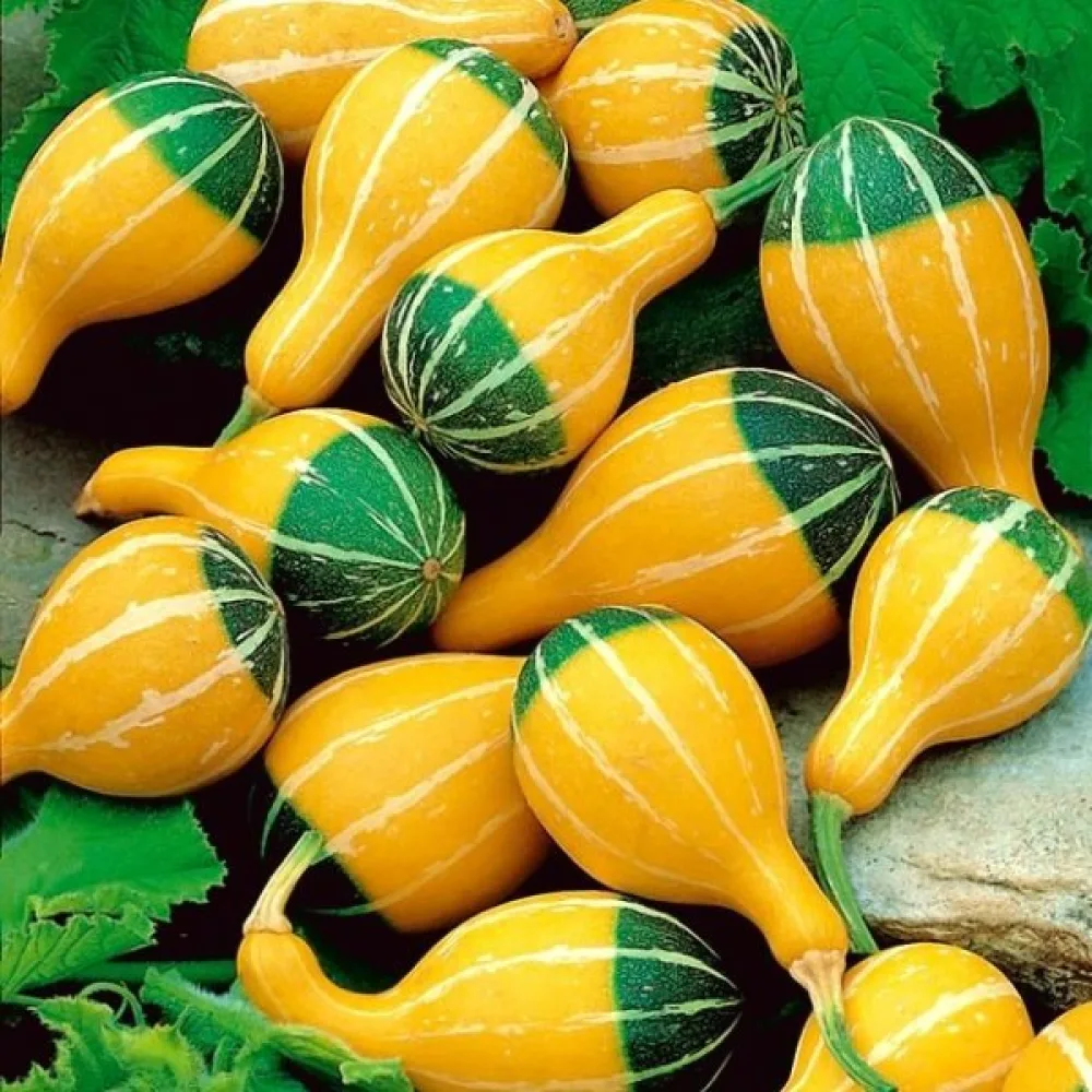 Pumpa 'Pear bicolour'