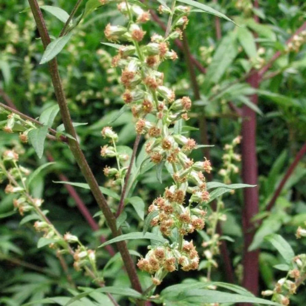 Gråbo Artemisia vulgaris