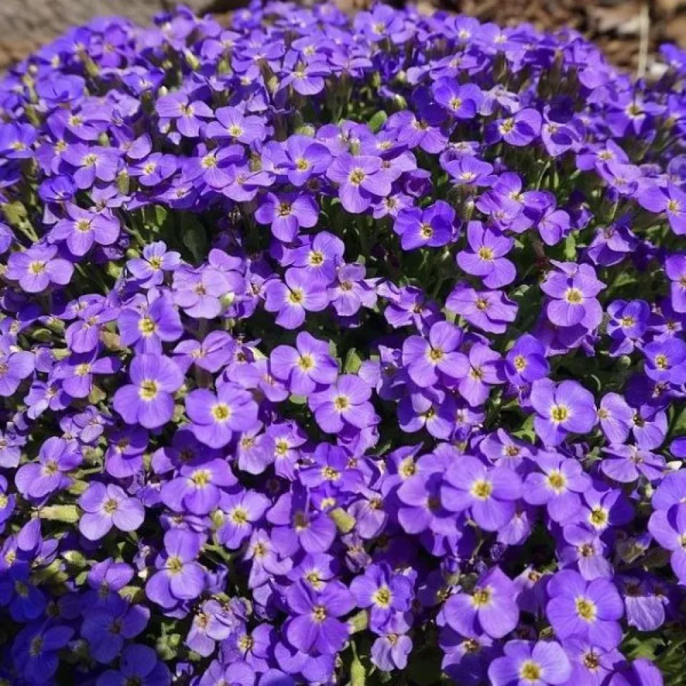 Aubrietia 'Whitewell Gem'