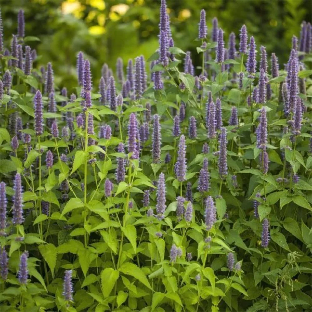 Anisisop Agastache foeniculum