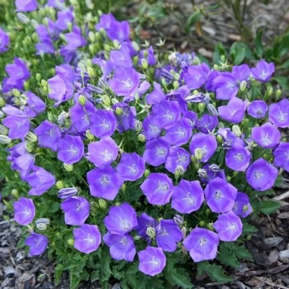 Karpatklocka Campanula carpatica – blå