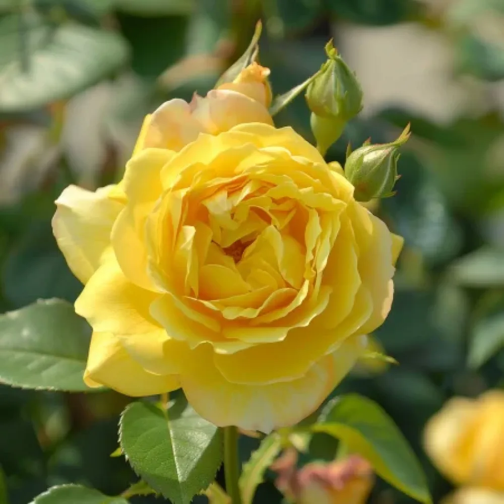 Ros 'Citrus Harmony' – barrotad