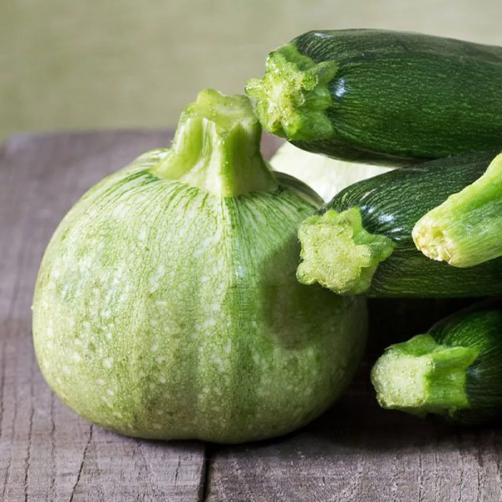 Zucchini 'Tondo di Nizza'