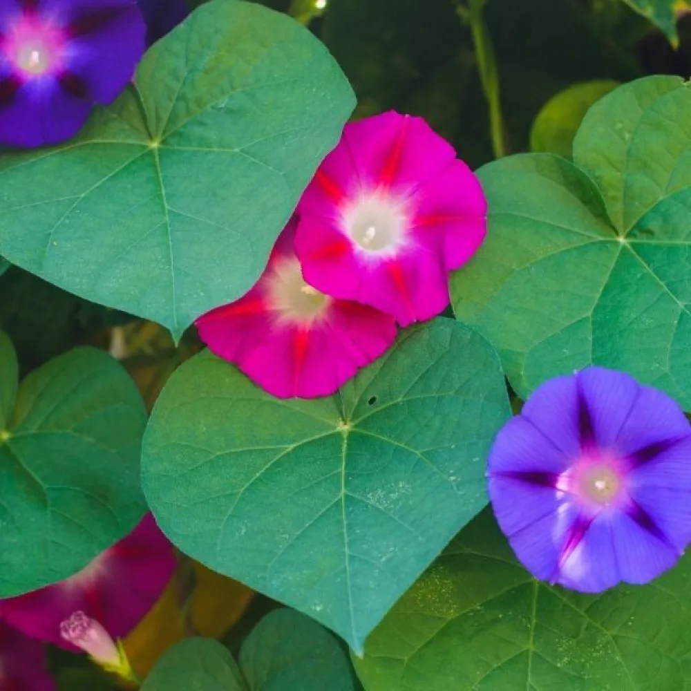 Purpurvinda 'Celestial' – mix