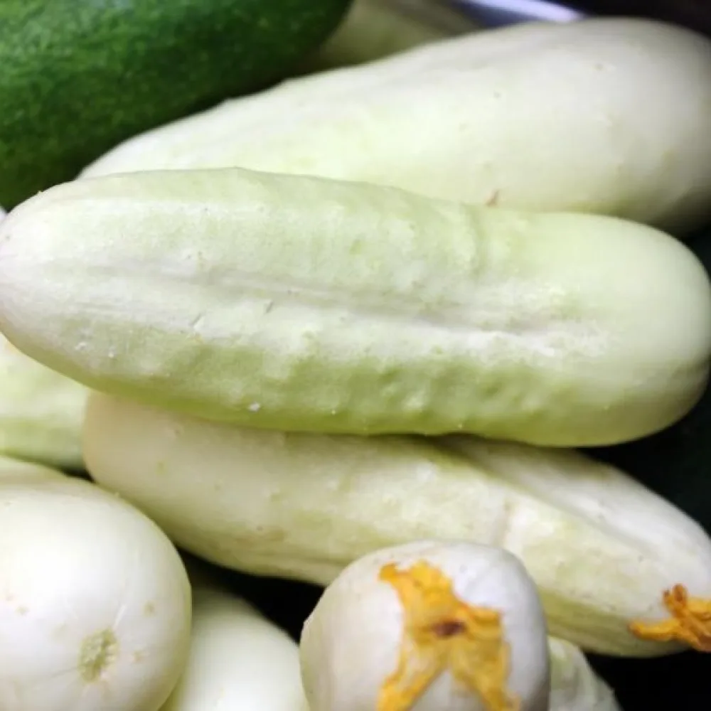 Gurka 'White Wonder'