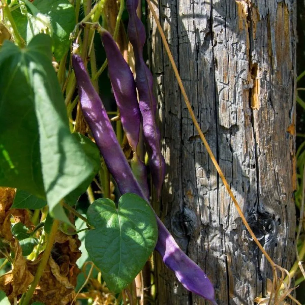 Rosenböna 'Esparot'