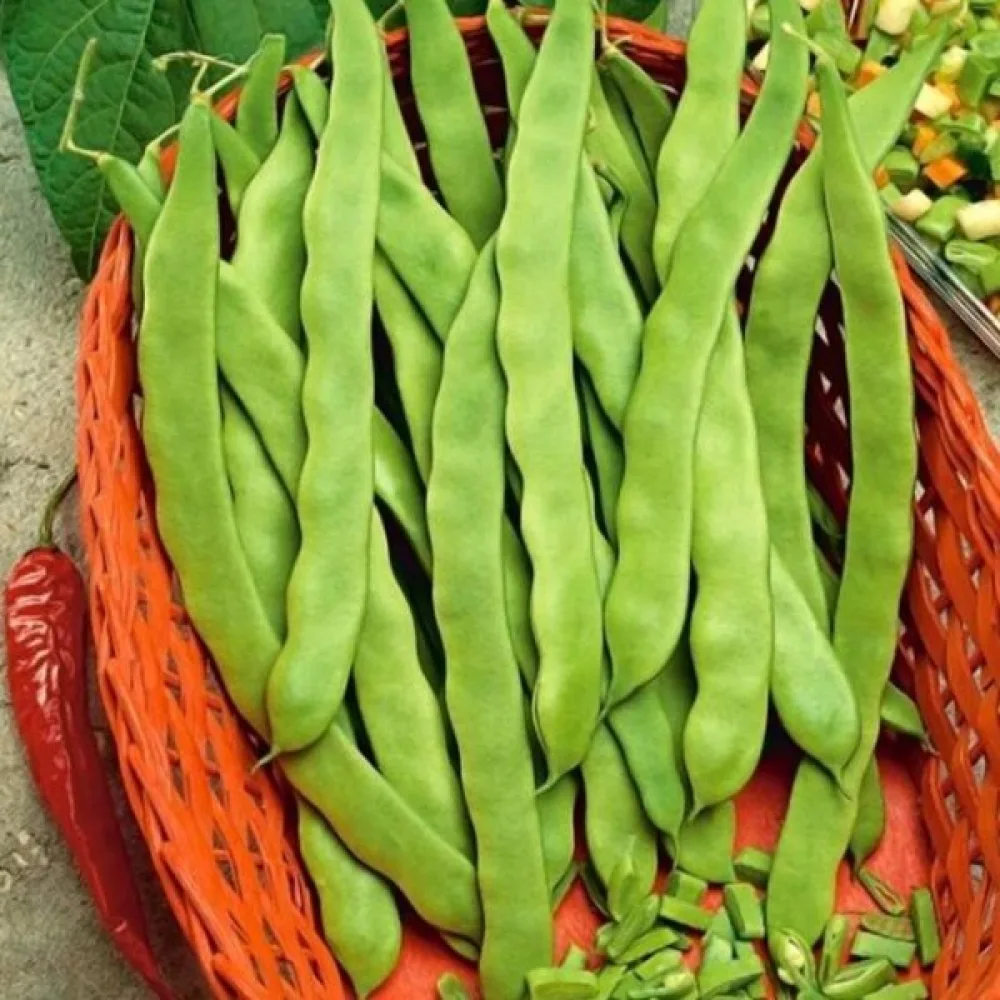 Störböna 'Meisterstuck'
