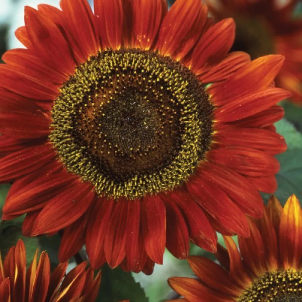 Solros 'Red Sun'