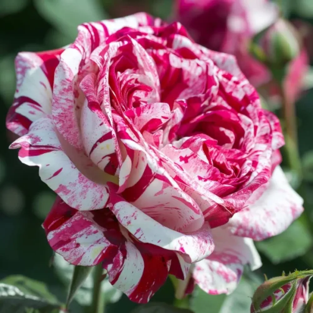 Ros 'Magenta Dream' – barrotad
