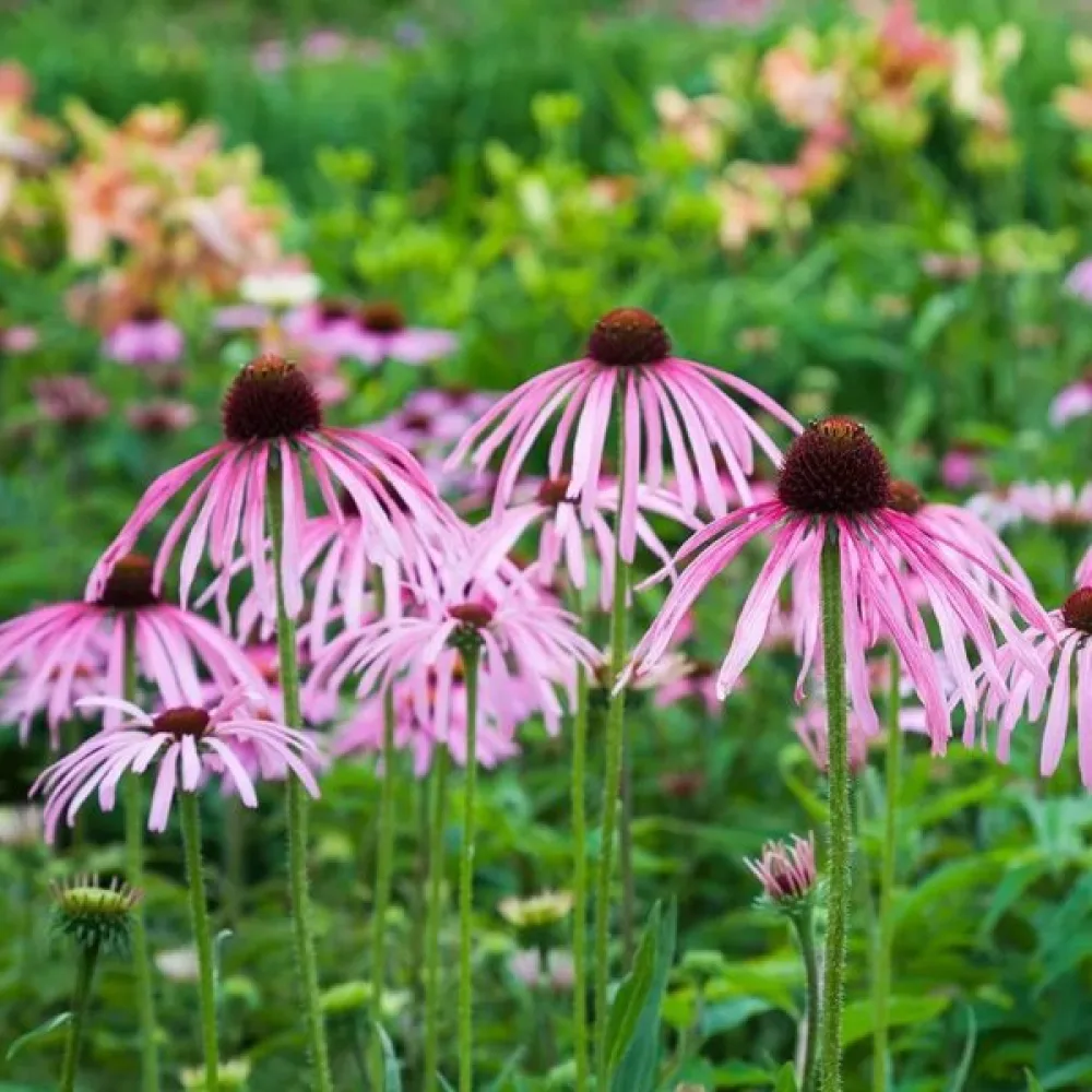 Solhatt Echinacea, ljusrosa